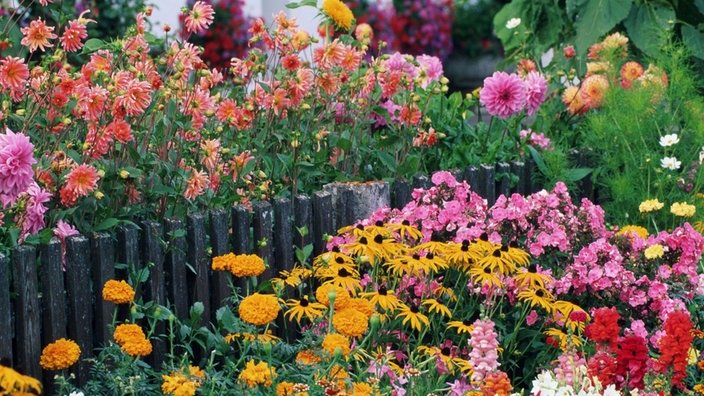 Ein Gartenbeet mit Dahlien, Sonnenhüten und anderen bunt blühenden Schnittblumen