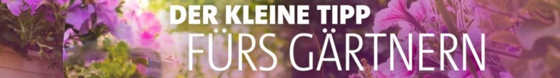 Das Logo von unserer Serie Der kleine Tipp fürs Gärtnern